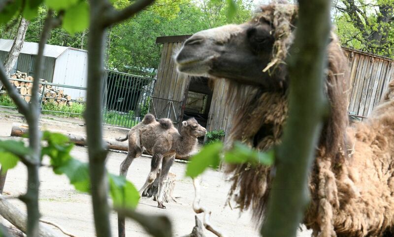 Kamelbaby im Tierpark gedeiht prächtig