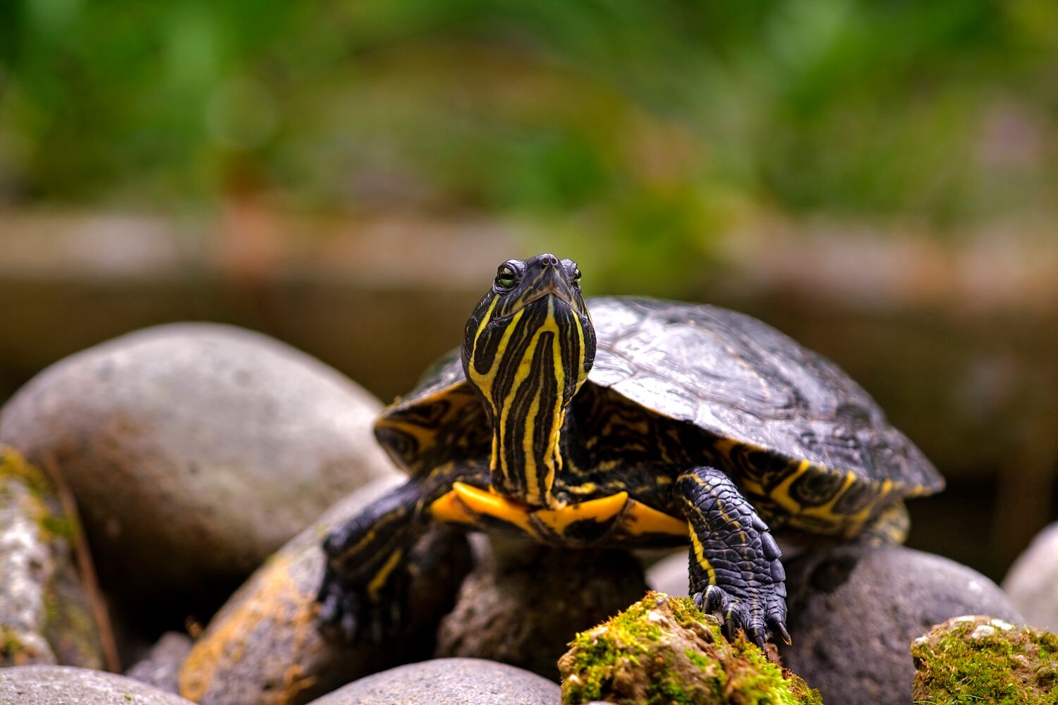 Schildkröte zugelaufen – Eigentümer gesucht