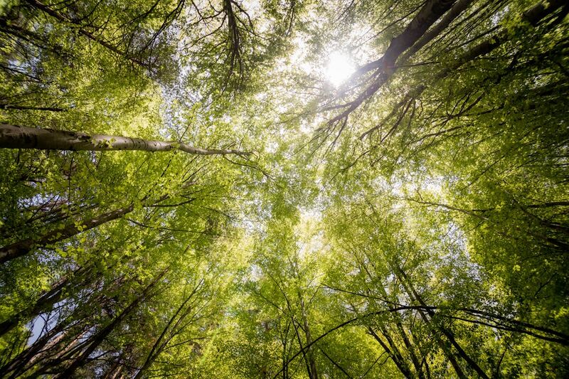 Konzert mit Protest für bedrohten Wald