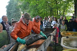 Vom Teich auf den Teller bei Lausitzer Fischwochen