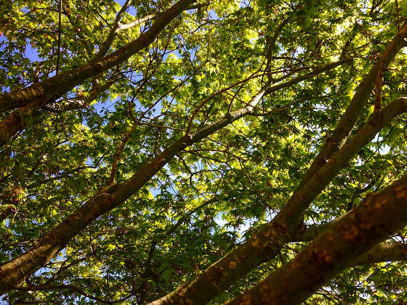 Baum erschlägt fast zwei Frauen