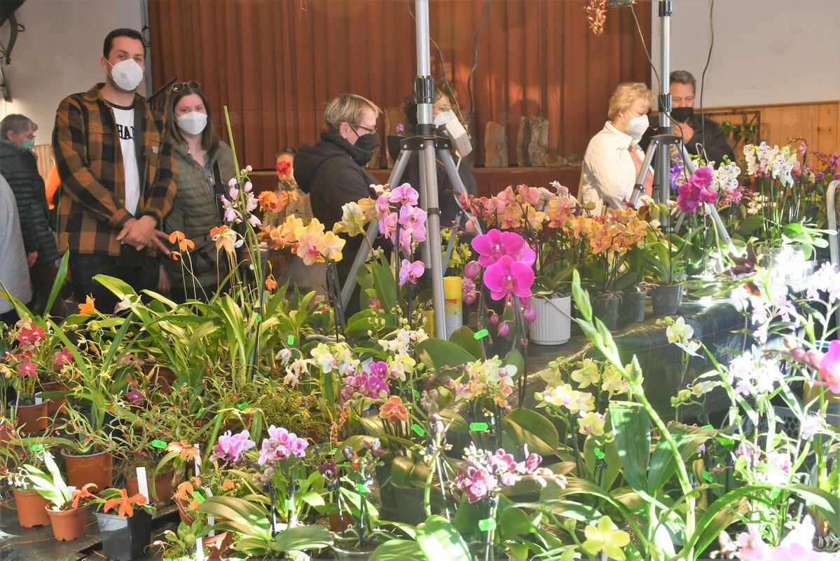 Orchideenschau mit Umtopfservice