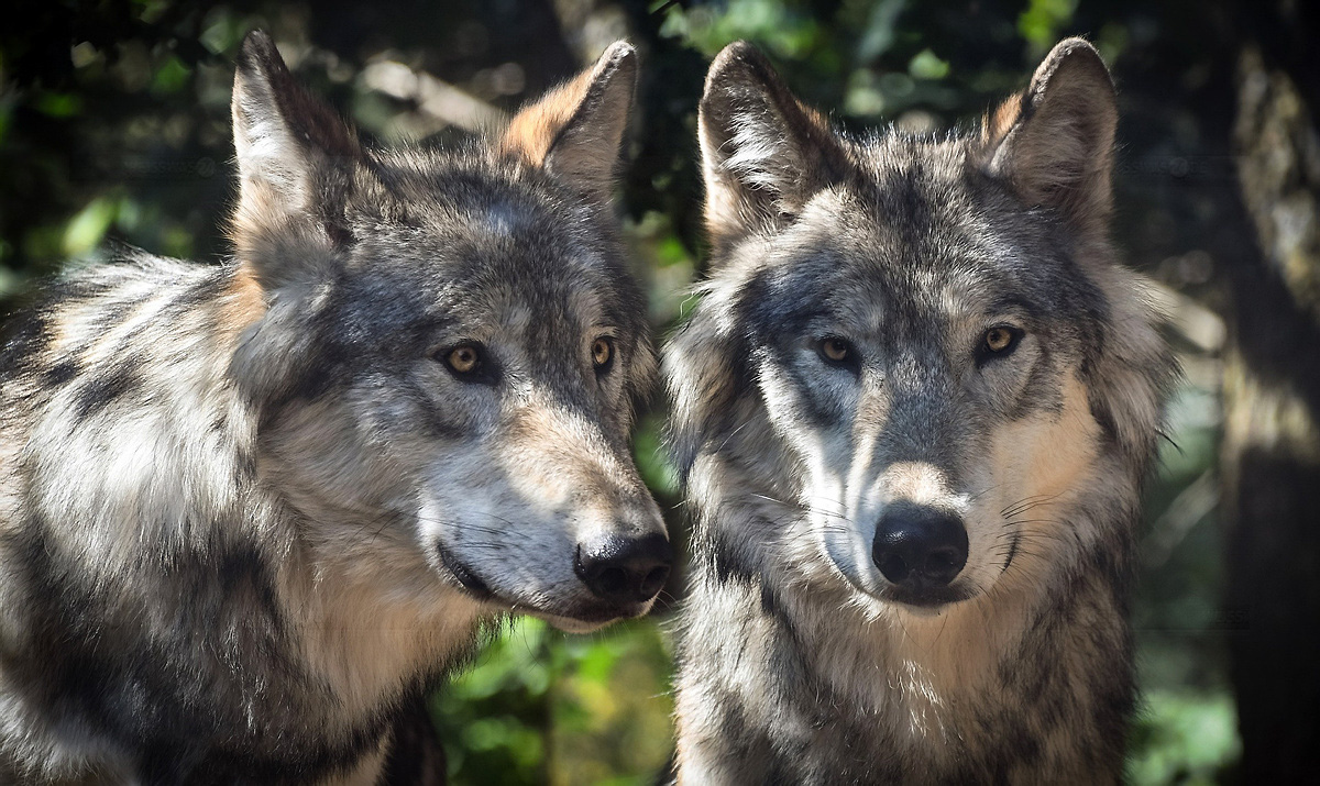 CDU-Kreispolitiker fordern gezielte Wolf-Entnahme